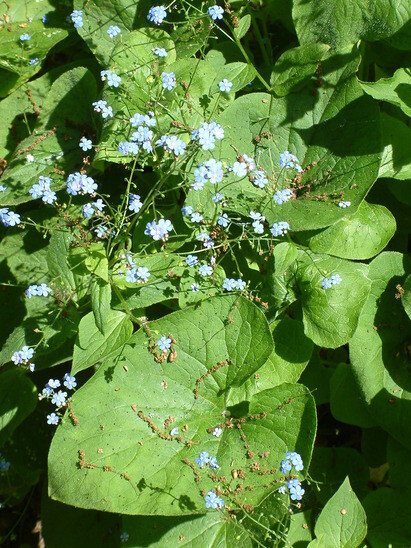 Beth Chatto's must-have spring plants