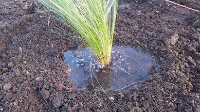 Planting successfully in summer