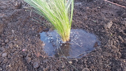 Planting successfully in Summer