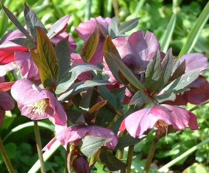 Top 10 early spring plants Top 10 early spring plants