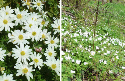 Some of our favourite plants for spring 