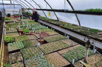 Life at Beth Chatto's: the Nursery in winter Life at Beth Chatto's: the Nursery in winter