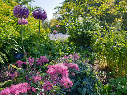 Plant combination ideas in May
