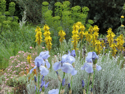 How to grow and care for bearded irises