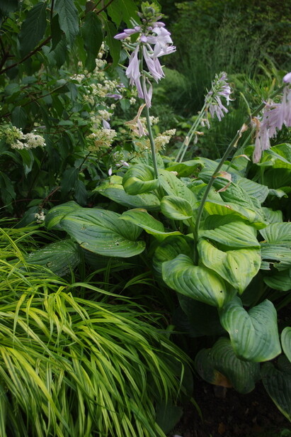 How to grow and get the best from your hostas