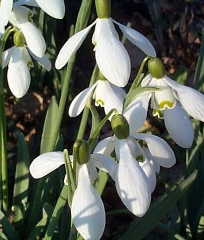 Top 10 early spring plants