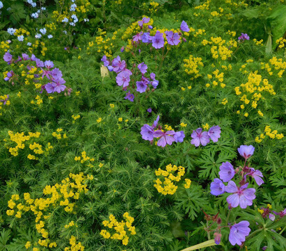 Plant combination ideas in May Plant combination ideas in May
