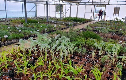 Life at Beth Chatto's: the Nursery in winter