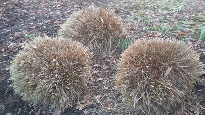 Spring-cleaning grasses Spring-cleaning grasses