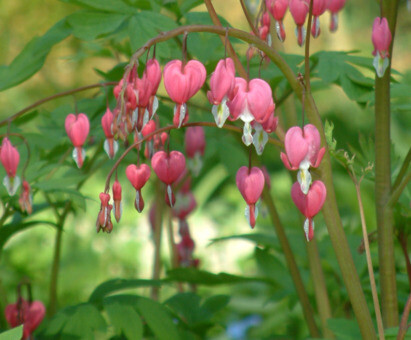 Some of our favourite plants for spring 