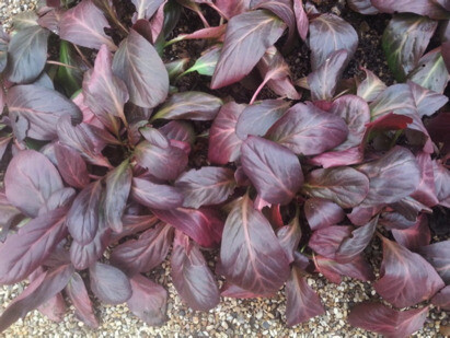 Indispensable Elephants ears, bergenia 