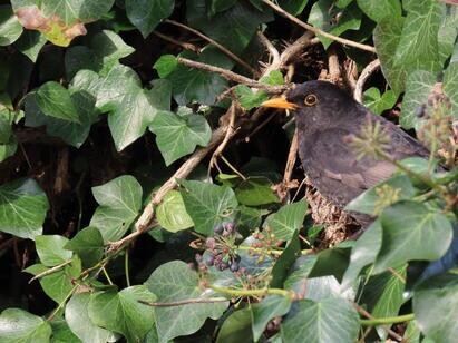 Ten top plants to bring wildlife into your garden