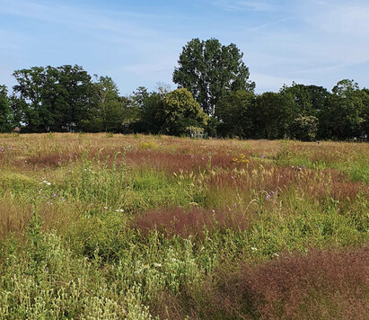 What happened when we stopped mowing the grass?