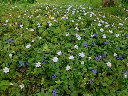 Springtime shade plants in the woodland Springtime shade plants in the woodland