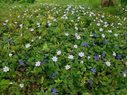 Springtime shade plants in the woodland