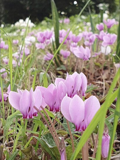 Easy-to-grow autumn bulbs and corms for naturalised drifts of colour Easy-to-grow autumn bulbs and corms for naturalised drifts of colour