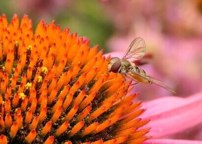 Ten top plants to bring wildlife into your garden