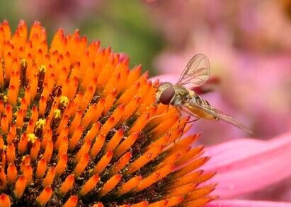 Ten top plants to bring wildlife into your garden