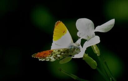 Ten top plants to bring wildlife into your garden Ten top plants to bring wildlife into your garden
