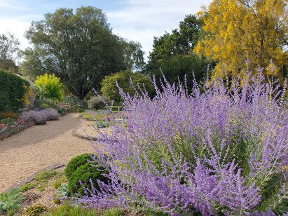Salvia 'Blue Spire'- How to grow and care for Salvia 'Blue Spire'- How to grow and care for