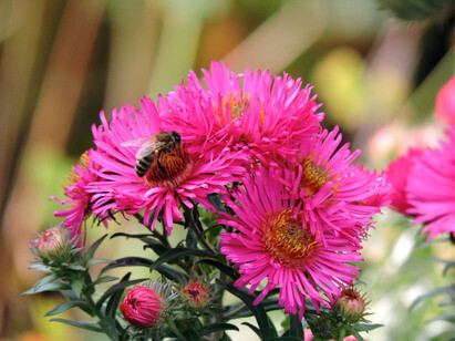 Year-round pollinator plant menu