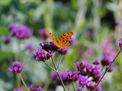 Year-round pollinator plant menu