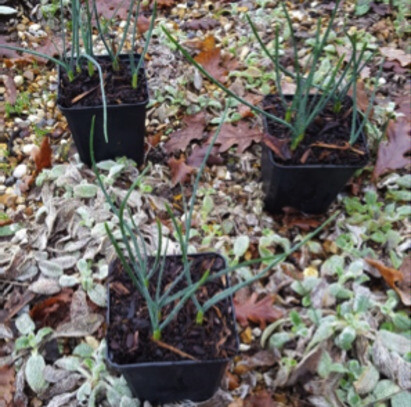 Potted dwarf bulbs and why we prefer to plant bulbs in the Spring