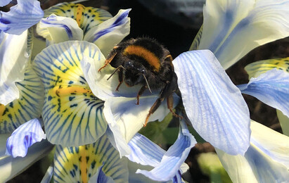 The most bee-friendly early spring plants