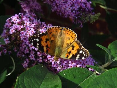 Ten top plants to bring wildlife into your garden