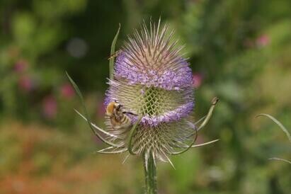 Ten top plants to bring wildlife into your garden