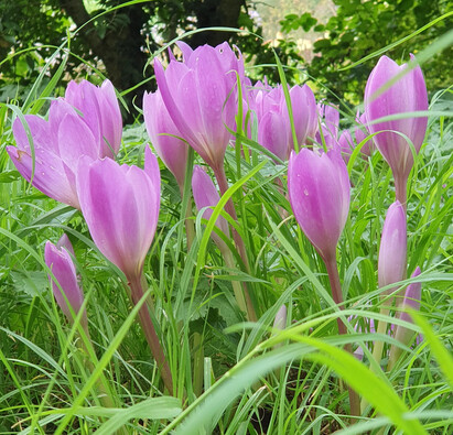 Easy-to-grow autumn bulbs and corms for naturalised drifts of colour
