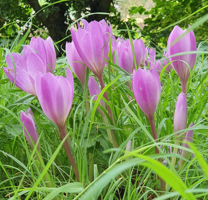 Easy-to-grow autumn bulbs and corms for naturalised drifts of colour Easy-to-grow autumn bulbs and corms for naturalised drifts of colour