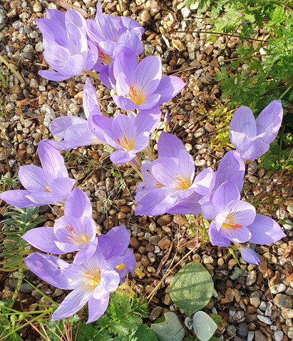 Easy-to-grow autumn bulbs and corms for naturalised drifts of colour