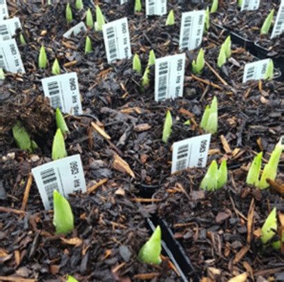 Potted dwarf bulbs and why we prefer to plant bulbs in the Spring