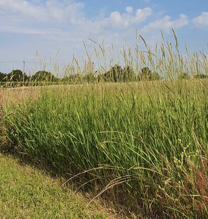 What happened when we stopped mowing the grass?