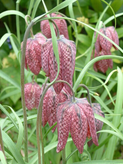 Beth Chatto's must-have spring plants Beth Chatto's must-have spring plants