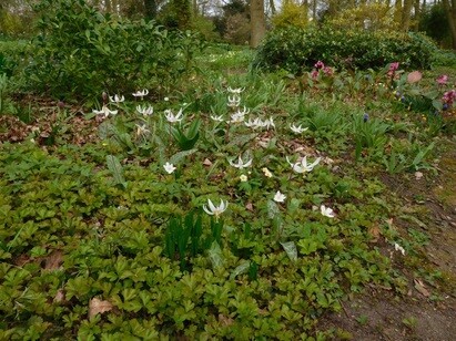 Springtime shade plants in the woodland Springtime shade plants in the woodland