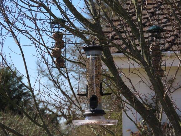 Feeding the birds at the Beth Chatto Gardens