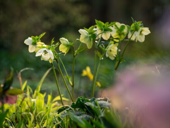 Wild Words from the Ground - February