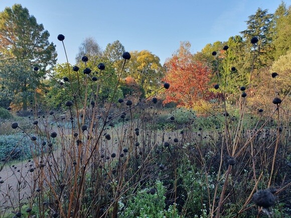 Late October Glory