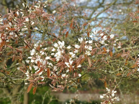 The gardens are bursting into bloom The gardens are bursting into bloom