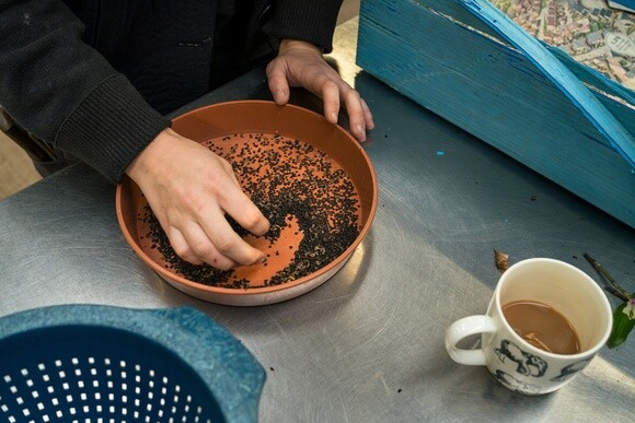 Seed sowing in winter