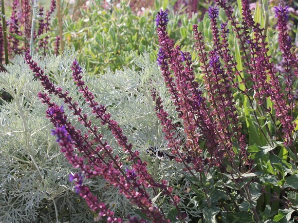 Growing with Many Hands - RHS Sandringham Flower Show 2026 Growing with Many Hands - RHS Sandringham Flower Show 2026