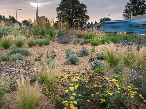Planting on the Albert roundabout