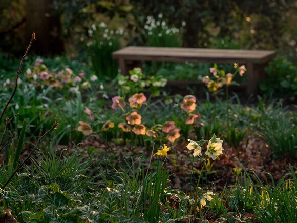 Hellebores in winter