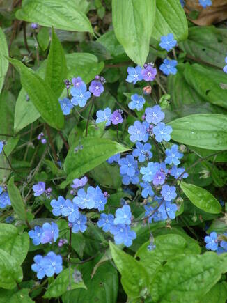 Beth Chatto's must-have spring plants Beth Chatto's must-have spring plants