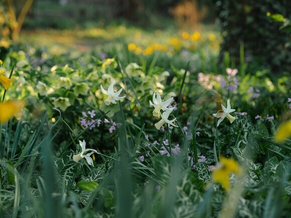 The Gaze of Narcissus The Gaze of Narcissus