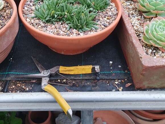 Our Propagation Expert Emily's Favourite Tools