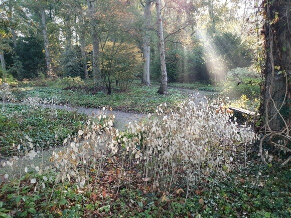 Late October Glory