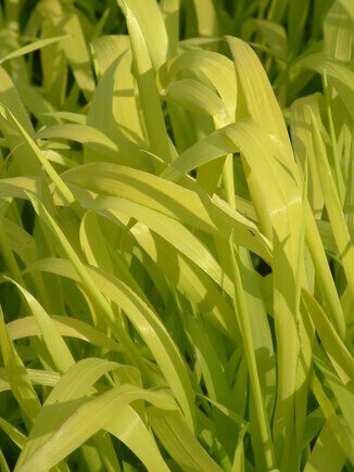 Beth Chatto's must-have spring plants Beth Chatto's must-have spring plants